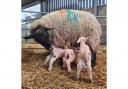 Lambs at Oaklands College's Lambing Weekend