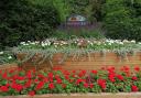 Flowers planted along the Nickey Line as part of Redbourn in Bloom