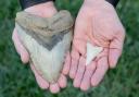 A young boy from Hemel Hempstead found a megalodon shark tooth at Walton-on-the-Naze