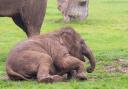 Baby Asian elephant Nang Phaya at Whipsnade Zoo.