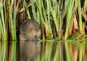 Water voles were reintroduced into the River Ver in 2021.