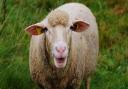 Bluetongue virus can be fatal to livestock, put poses no risk to humans.