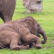 Baby Asian elephant Nang Phaya at Whipsnade Zoo.