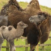 Whipsnade Zoo has celebrated the birth of its first camel calf in eight years.