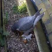 A third peregrine falcon chick has hatched at St Albans Cathedral.