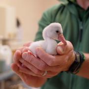 Whipsnade Zoo have welcomed four new flamingo chicks