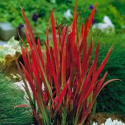 Imperata 'Red Baron' - Blood Grass