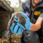 Hertfordshire Zoo has named two endangered African penguin chicks, after Oasis frontmen Liam and Noel Gallagher.