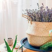 Houseplants like lavender and aloe vera can help you get rid of bad smells, including cooking odours, in your home