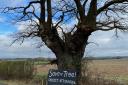 The Clatterbury Oak in Clavering