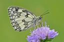 Marbled white on scabious by Martin Johnson