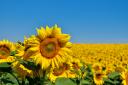 Take a look at the best sunflower fields a short drive away from London you can visit