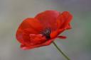 Remembrance events will take place this weekend