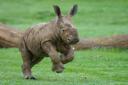 Baby rhino at Whipsnade Zoo. Credit: Dominic Lipinski/ Whipsnade Zoo.