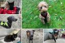 Could you give any of these Dorset RSPCA pets a home?