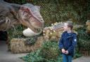 Six-year-old Freddie from Bushey comes face to face with a Tyrannosaurus Rex at Willows Activity Farm.