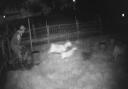 CCTV footage shows the man ushering the goats out of their pen.
