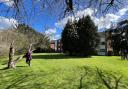 Residents have expressed their displeasure after the trees were cut down