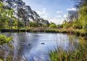 The Ponds, Harpenden