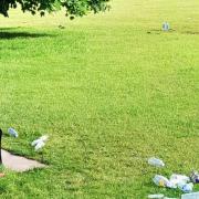  Verulamium Park was littered following the end of students exams