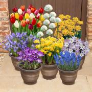 Seven varieties form part of the complete spring flowering bulb collection