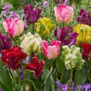 Feathery edges and petals just like the wings of a parrot from this Tulip 'Parrot Mix'