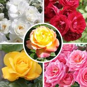 Glamour Rose Collection from You Garden