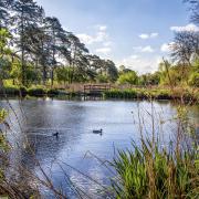 The Ponds, Harpenden