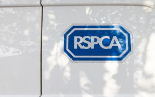 Figures released by the RSPCA show a rise in cruelty against dogs.