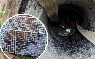 “The poor fox was very weak and his head was drooping towards water at the bottom of the hole