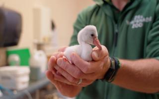 Whipsnade Zoo have welcomed four new flamingo chicks