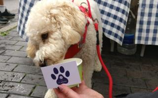 Dogs were treated to all sorts of sweets and treats