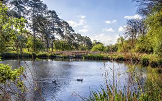 The Ponds, Harpenden